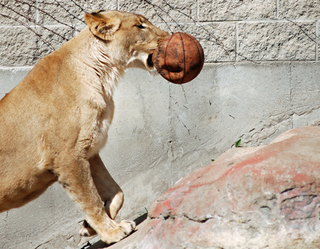 AFROBASKET 2009: Voici venu le temps du concret